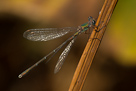 Lestes viridis